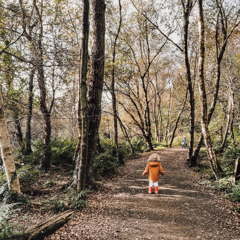 Pippin Prints moving to Scotland, photo from the Scottish countryside during our first week home showing a very autumnal wood