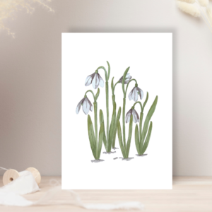Snowdrops print based on the painting by Pippin Prints set against a minimal backrgound