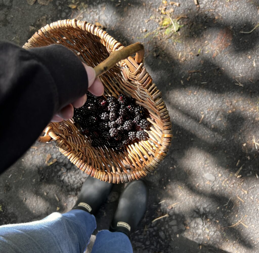 Hand holding a basket full of blackberries, included in the post to celebrate the abundance of summer after a successful foraging walk.