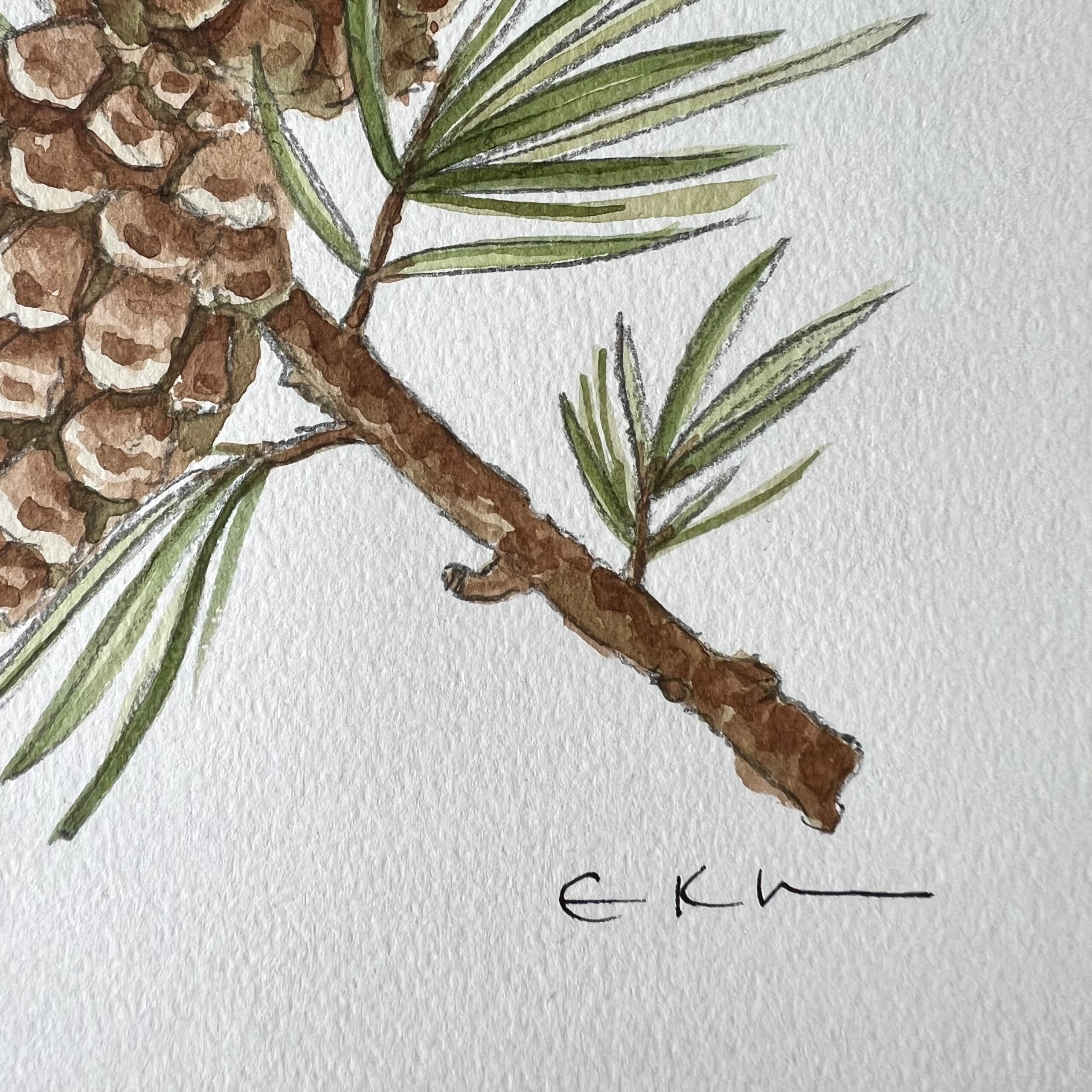 Sprig of Scots Pine - Original Painting - Image 3